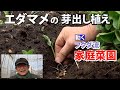 【家庭菜園】エダマメの芽出し植え　胚軸まで土を埋める（おまかせ菜園フクダ流）