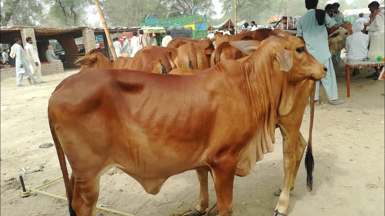 Cow for sale in pakistan