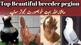 Most Beautiful breeder pegion//Masha Allah pegion//top Quality pegion @Samadpetsvlog786