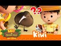 Burung ini tidak memiliki sayap   kiwi  leo si penjaga alam  minisode