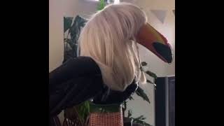 Stan Twitter: Toucan with platinum blonde wig standing while Bed plays