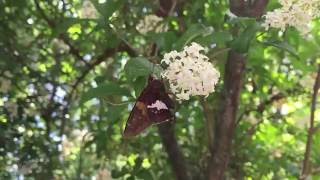 Silver-spotted skipper butterfly drinking nectar in slow motion
