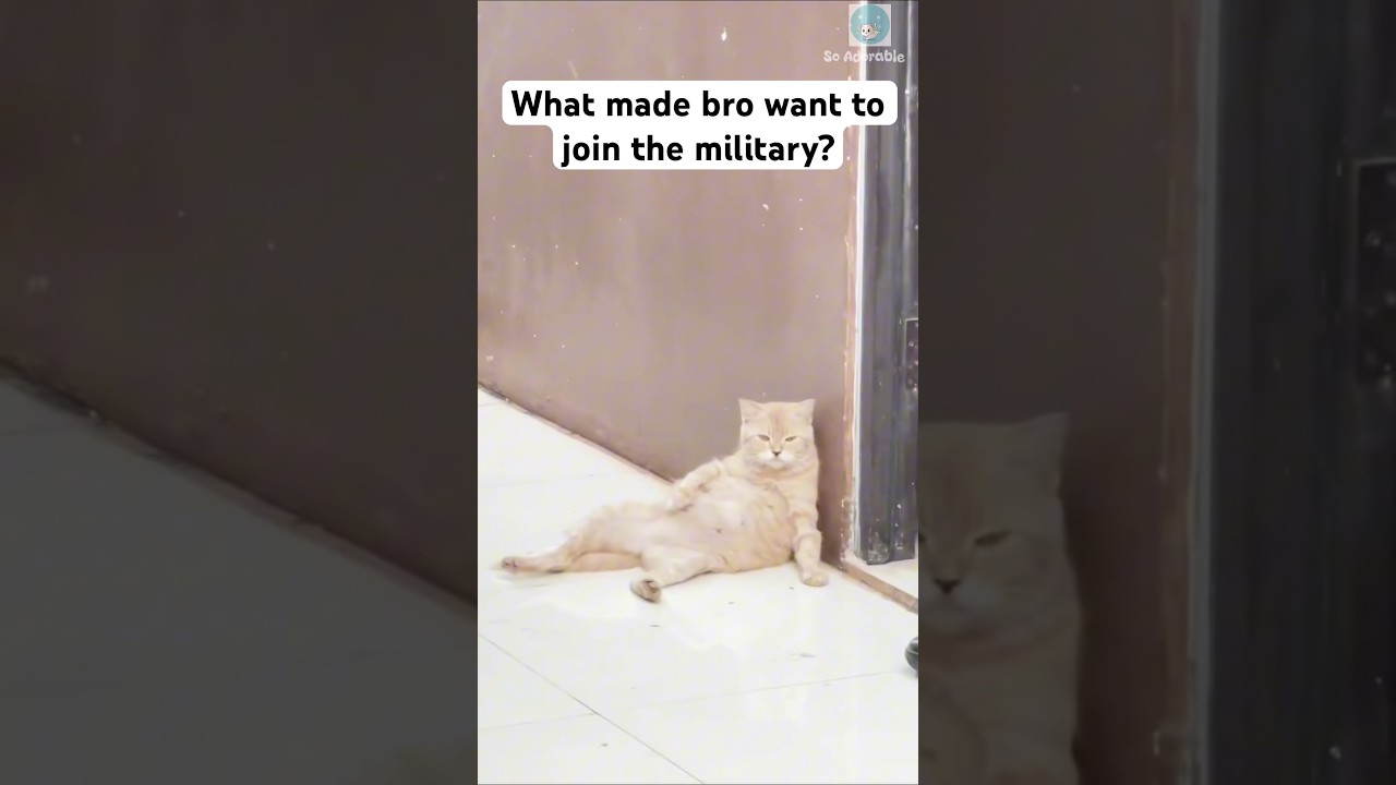 Orange cat at military base 🥰 