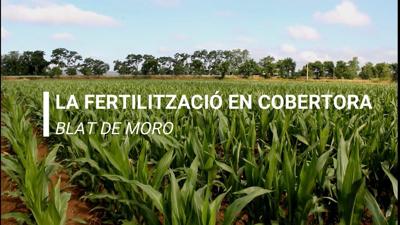 La fertilització en cobertora del blat de moro