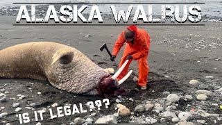 Beachcombing Alaska Walrus Tusks, Oosiks, and Balls