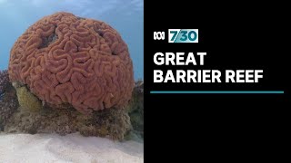 Scientists say recommendation to list Great Barrier Reef as 'in danger' comes as no surprise | 7.30