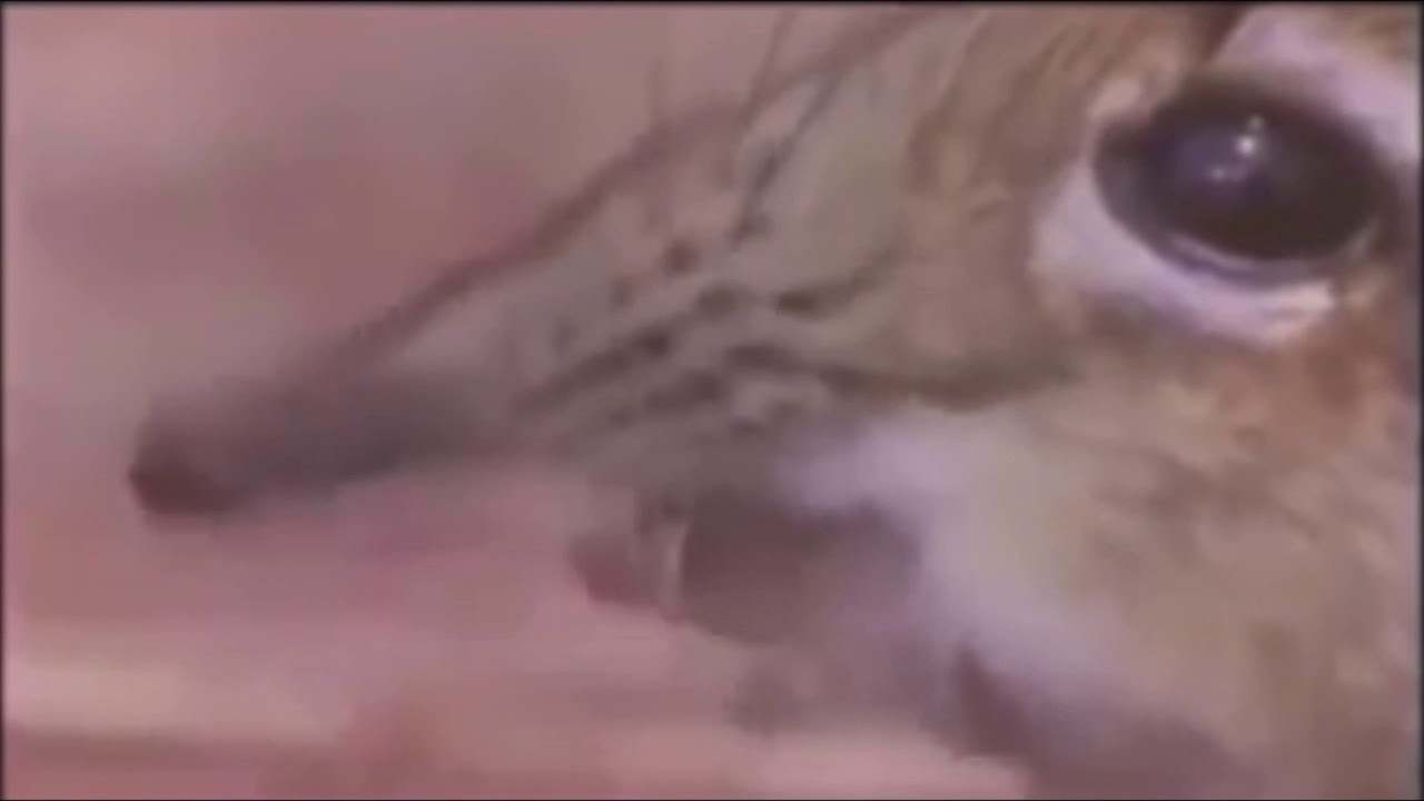 Take A Closer Look At That Snout Opera