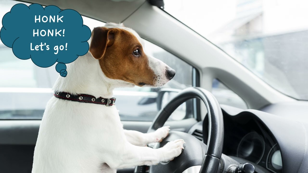 Barksville Dog Daycare & Boarding