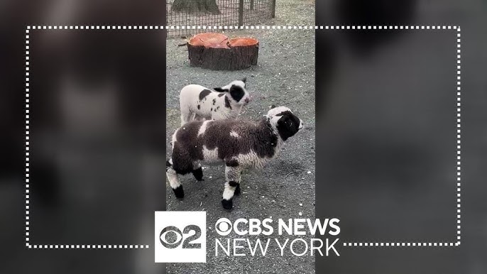 Central Park Zoo Welcomes New Lambs