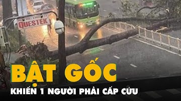 Cây xanh bật gốc đổ ngang ra đường, 1 người đi cấp cứu