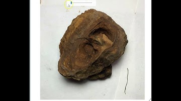 Mudfossil Reptiles in NE Texas Part 4