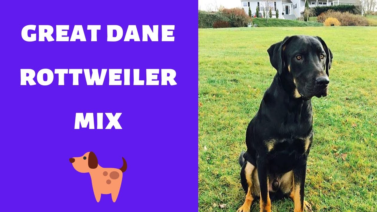 great dane rottweiler