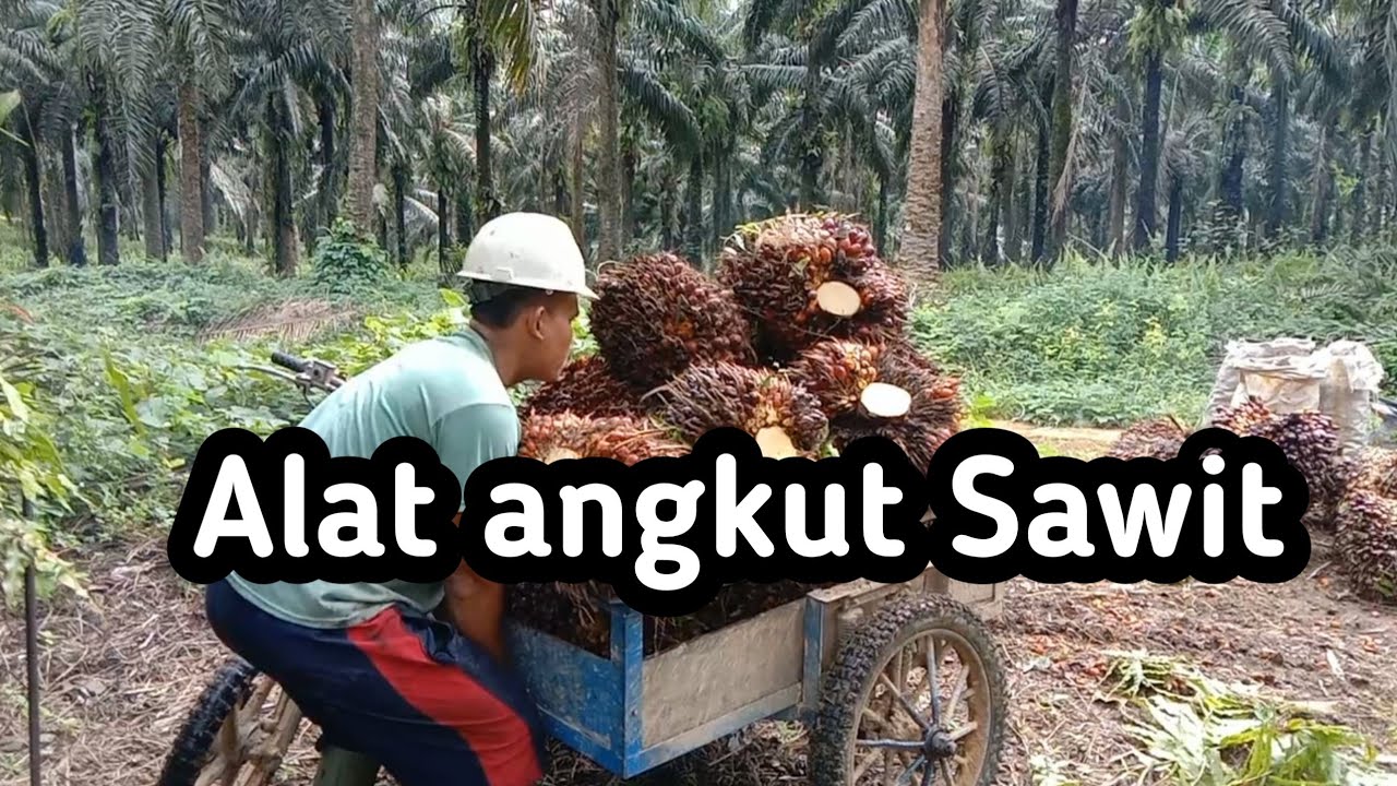 Bentor pengangkut Sawit@ Buruh Ngeyel