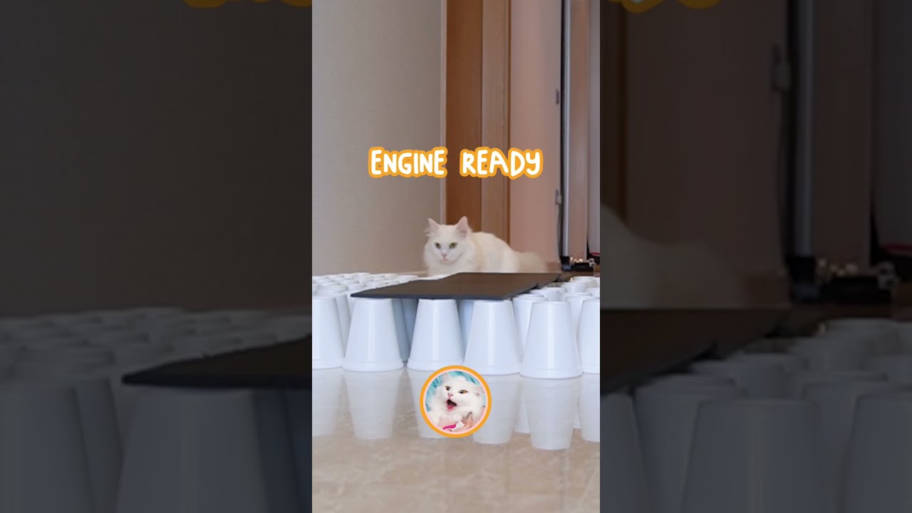 Cat’s Odd Way Of Doing Parkour