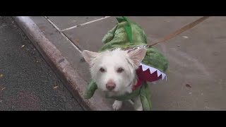 'New York is like the most dog-friendly city,' 33rd annual Tompkins Square Halloween Dog Parade retu