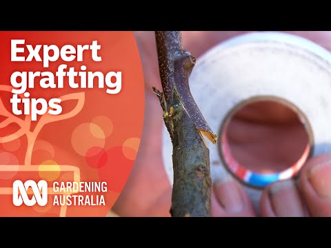 Video: Ce este un arbore de citrice cu grefă mixtă - arbori de citrice cu mai mult de un fruct
