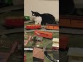 My Cat vs model train