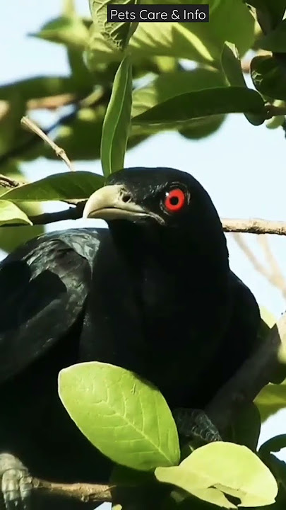 Never heard a sound like this ❤️ Amazing koyal voice #birdsounds