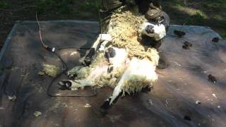 Jacob sheep get sheared