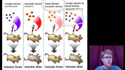 Mechanisms that Increase Genetic Variation