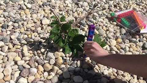 Measuring Plants 🌱