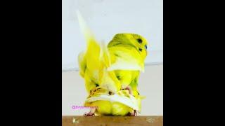 Budgies mating (Sunshine and VerDe the budgie)
