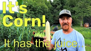 How Corny!!!  Silver Queen Corn Picking, Shucking, Blanching, and Freezing
