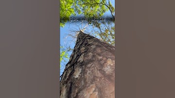 قران كريم الشيخ ماهر المعيقلي حفظه الله #قرآن #الله #فلسطين #قران_كريم #اكسبلور #السعودية #السعودية