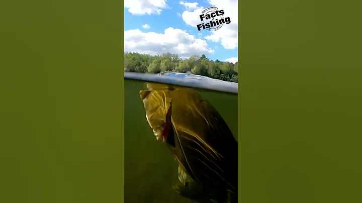 Big Bass Busts A Frog! #shorts