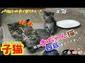 【protect the cat】毎日ご飯に来る野良猫が「赤ちゃん猫」を四匹も連れて来ました😱　双子の可愛い赤ちゃん猫も！通いネコ 「しまちゃん」#76