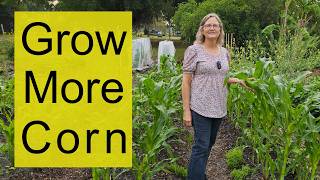 Secrets to a great corn harvest in my organic garden