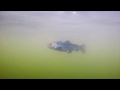 Savage Gear 4D Pulse Tail Trout video