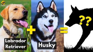 TOP 5 Cutest Labrador Retriever Mix Breed Dogs You'll Ever See!