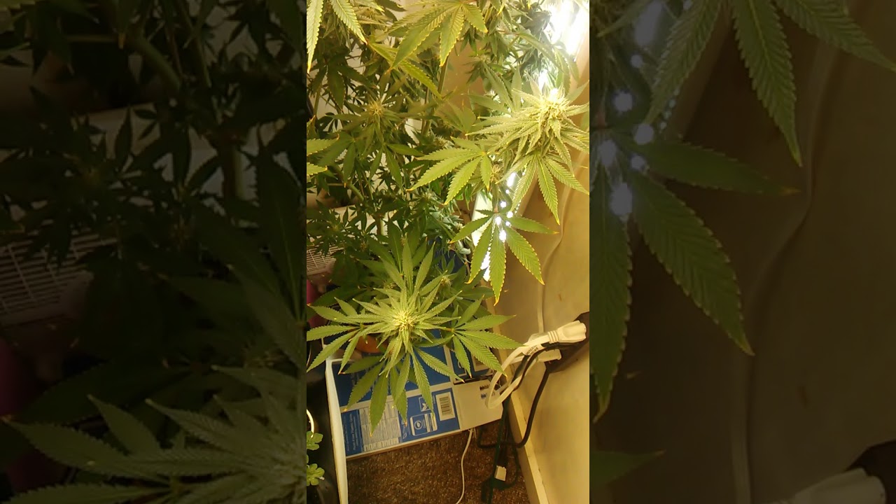 pink Kush 6 week update