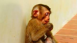 Bad Dream, Poor abandoned monkey Bravo tired & sleeping but he cry loudly when he has bad dream