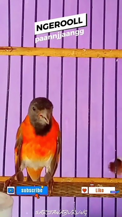 Red Siskin Ngerol panjang #redsiskin