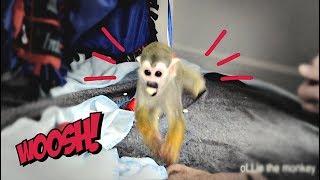 Baby Monkey oLLie Minion Banana song party