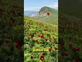 #quran urdu 🌹 translation short islamic video 🤲