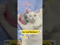 สบายแบบคุณหนู #cat #smilesmile #shortvideo #pets #animals #youtubeshorts #viralvideo
