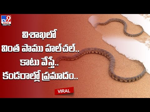 Viral : విశాఖలో వింత పాము హల్‌చల్.. కాటు వేస్తే.. కండరాల్లో ప్రమాదం @TV9 Telugu Digital