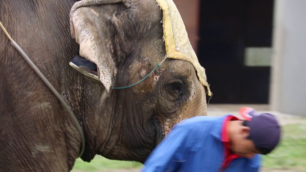 水族館破解 180512 36 岩手サファリパーク：5 象ライド 曲がる方の耳に足で合図 頭を指で突くとお辞儀