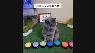 Говорящий Умный Кот 🟢🟣🔵 смешные реакции 😻 #cat #talkingcat #кот #говорящийкот #дрессировка