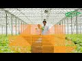 Trinog greenhouse projects around the world