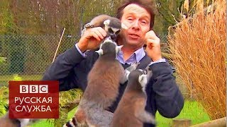 Лемуры напали на репортера Би-би-си Лемуры напали на репортера Би-би-си