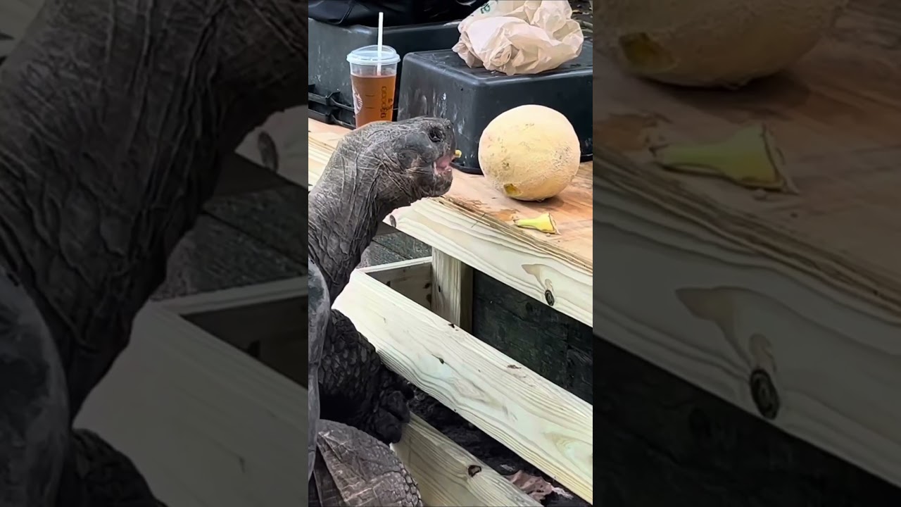 Giant Tortoise Steals Melon