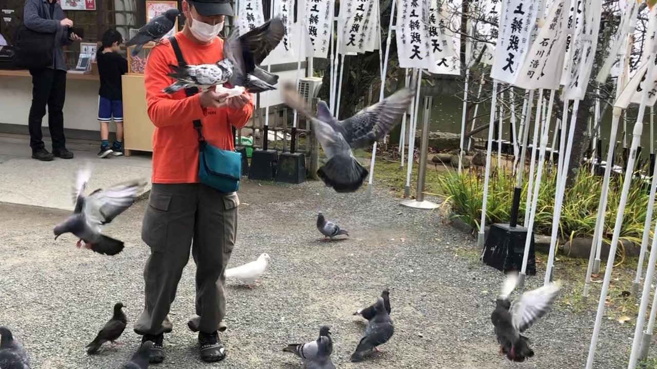鎌倉の鳩