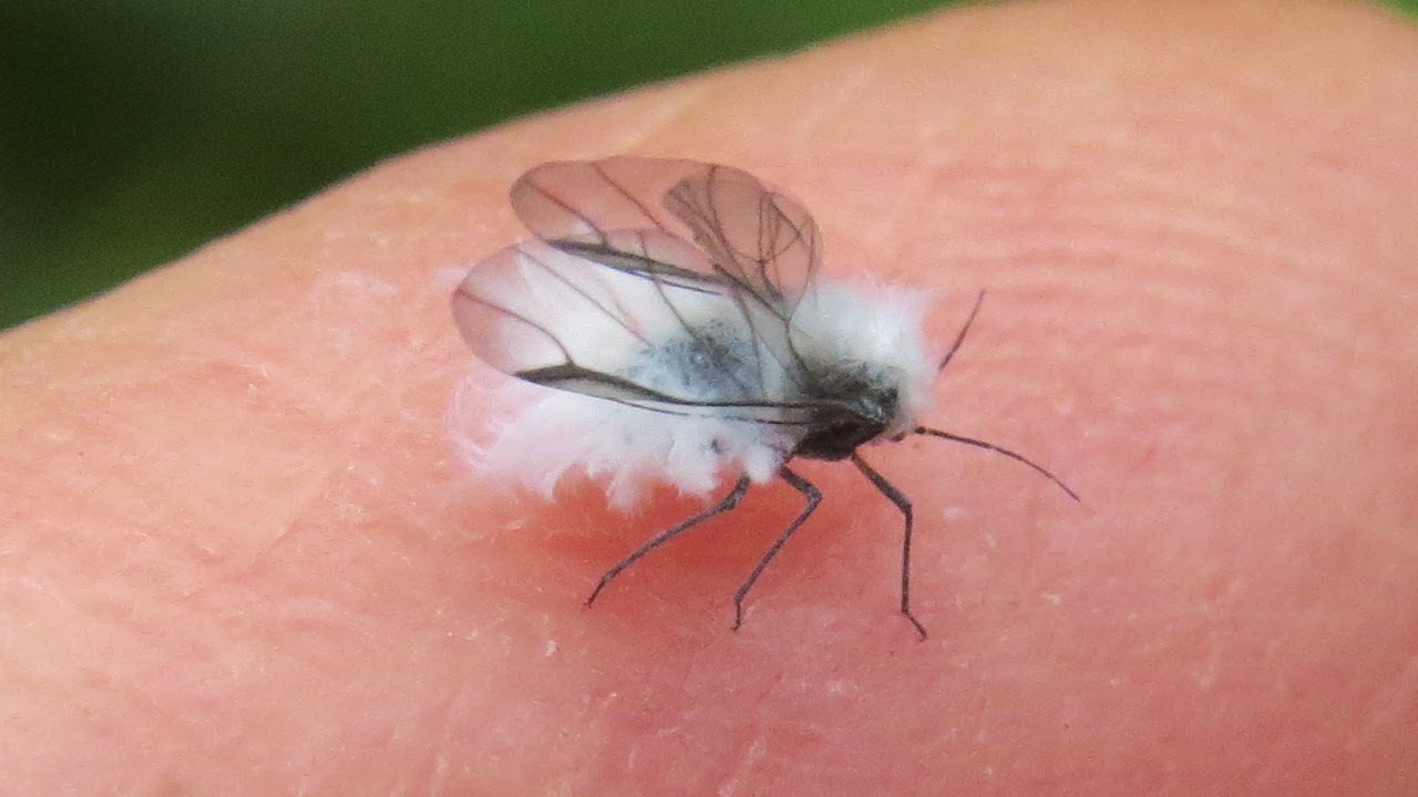 v-rtet-sz-rnyas-alakja-winged-form-of-woolly-apple-aphid-eriosoma