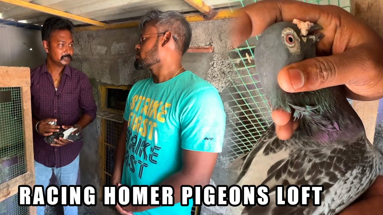 Homer புறா பற்றிய சில Intresting தகவல்கள் | ரேஸ் புறா #புறாவளர்ப்பு