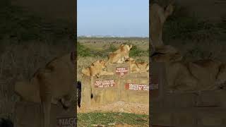 African Safari 4K-Scenic Wildlife Film With African Music#shorts #safari #wildlife Animal Attack