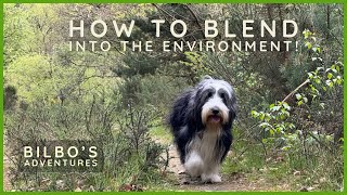 Bearded Collie Shows How to Blend into the Environment | 4K